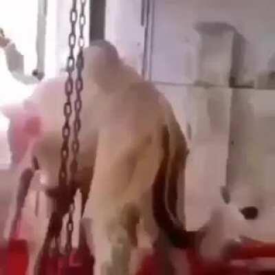 Slit, slit, slit. Lemme see that camel dick