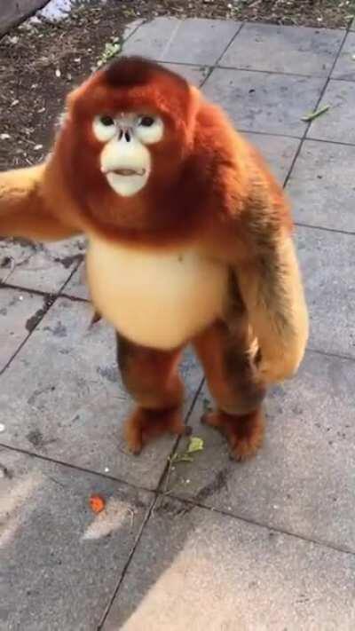 A demanding snub-nosed monkey.