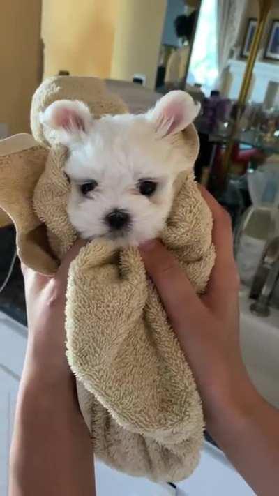 Illegally sm0l burrito