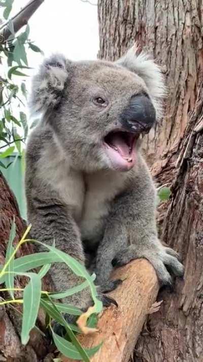 Angry Koala. It is normal nature, but I'll soil my pants if I hear this at night.