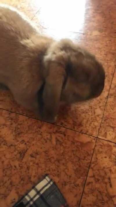 Did you know that rabbits enjoying carrots over everything else is pretty much a myth? They actually prefer banana. Try it! (don’t give them too much tho)