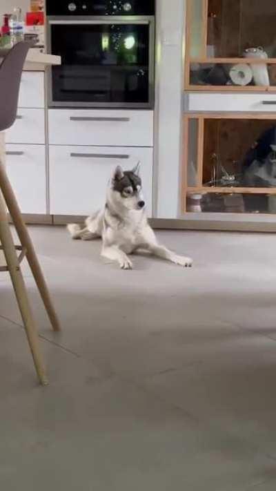 The quick brown cat jumps over the lazy dog