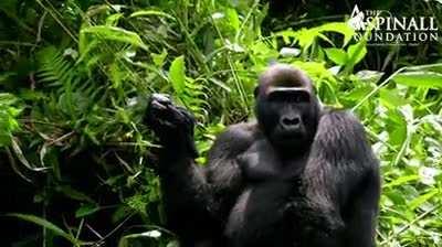 Gorilla tries on a hat