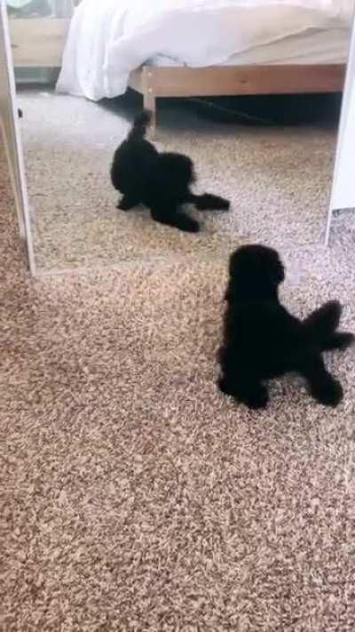 Mirror zoomies