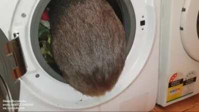 Hazel takes a tumble