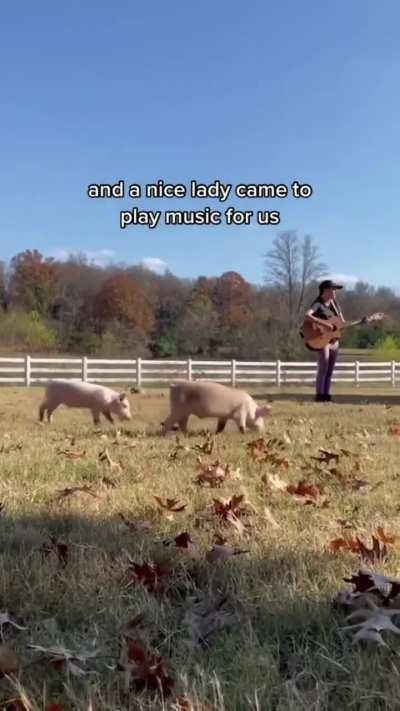 Adorable pigs rescued.