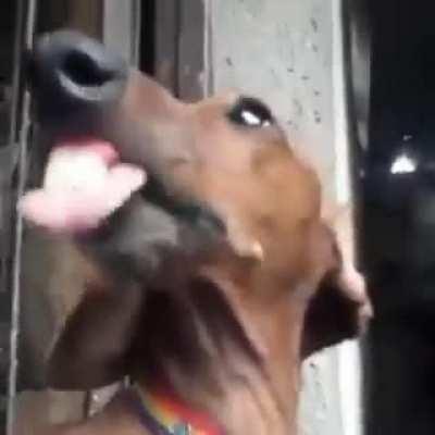 Blursed_dog