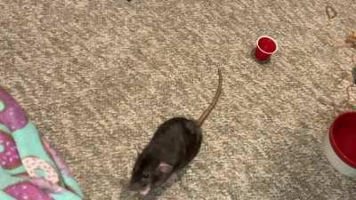 My talented pet rat Cracker is learning to stack cups!