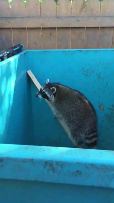 should’ve eaten less trash