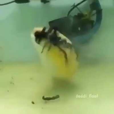 cursed_fish