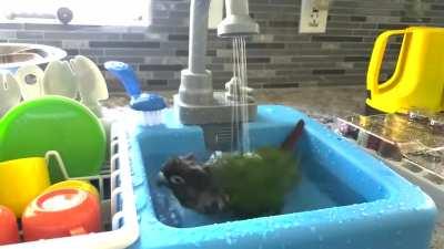 Training day 1: All attempts to teach Mango how to do dishes have failed, yet he still displays a sense of accomplishment.