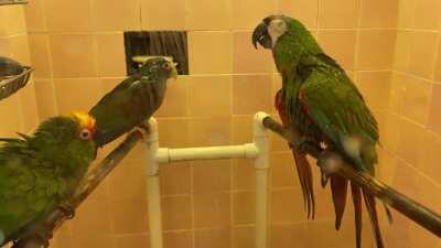 It is Wet Chicken Wednesday my dudes.