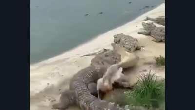 Life is a struggle ... Legends were made about him ...