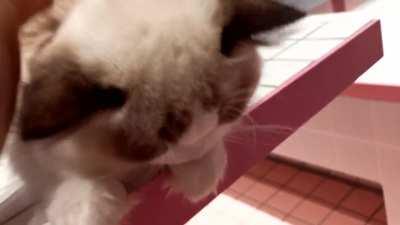 爱猫tv之想要找个穴友给我摸摸