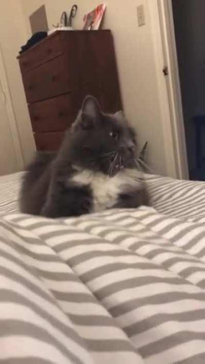 This is my cat Maddie. She was ~shook~