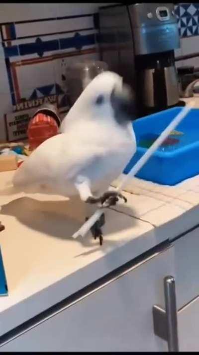 Parrot is in High party mood