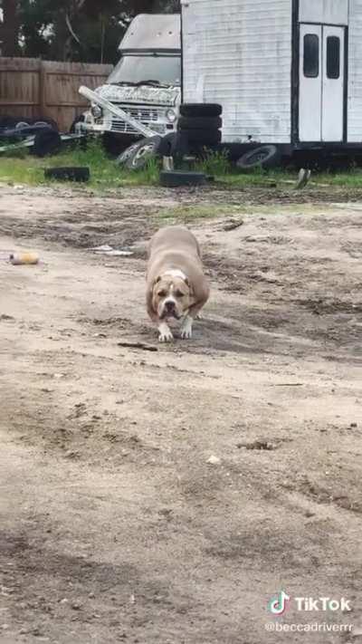 Found this chonk on TikTok