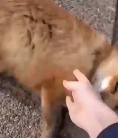 Bengt when Felix set his world to an older file