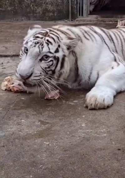 Поесть не дадут спокойно!