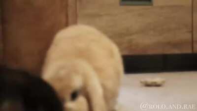 She got a little bit too excited about her new Gnaw.