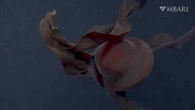 This ghostly giant is a rare sight. But in November 2021, MBARI researchers spotted this giant phantom jelly with the ROV Doc Ricketts 990 meters (3,200 feet) deep in Monterey Bay. 1st post more details.