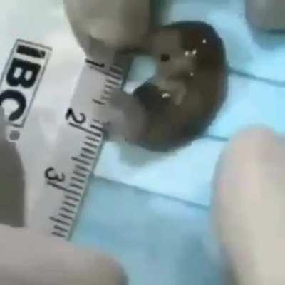 Girls treating boys under 6 foot