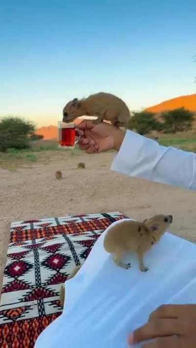 Hyrax drinking tea 