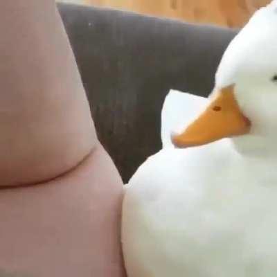 Cutest duck I’ve seen