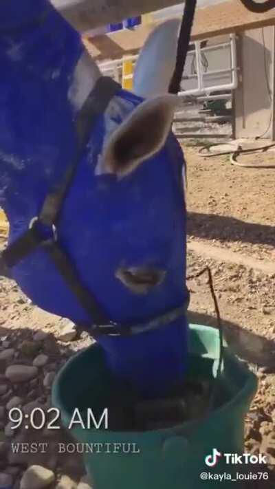 The most American horse caw caw