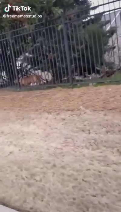 Look at the puppies!