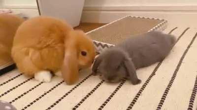 Aww she looked a little embarrassed after flopping so hard and falling.