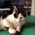 Cat using a tech deck skateboard