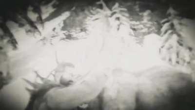 After 1.5 hours of tracking I finally found that horse...