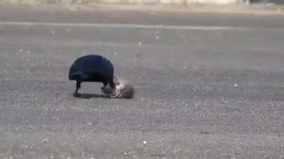 A rat struggling to escape a pair of crows only to get grabbed by a Black Kite