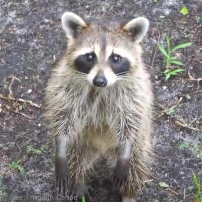 Trash Panda looking at me on the balcony while I take his picture