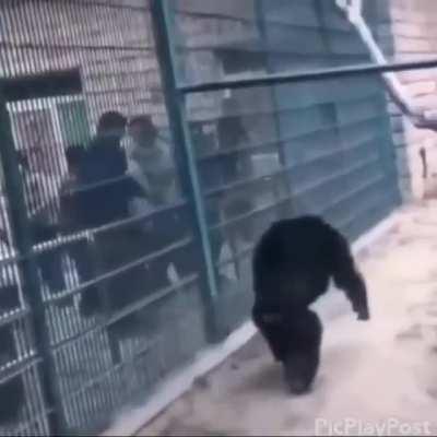 Que isso Mucalol??? 😳😳😳 Jogando terra no churras dos subs??? Deveras raro esse salve!!!😎