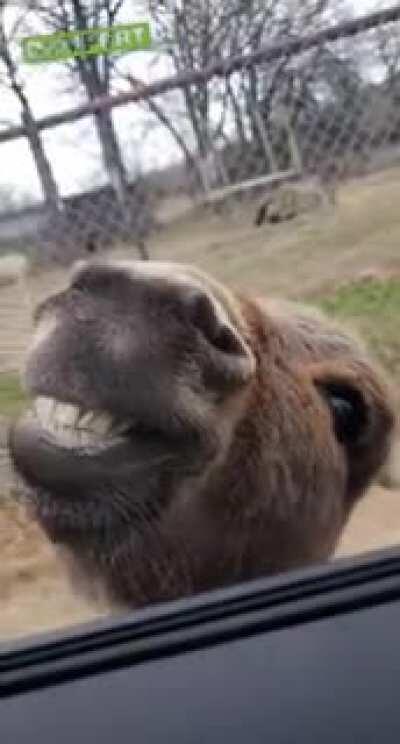 This is quite possibly the goofiest donkey caught on film.