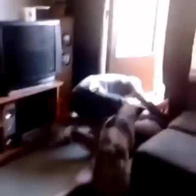 Dude gets knocked out with a single box