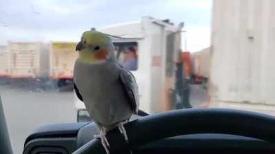 Yo truck! What the fuck!