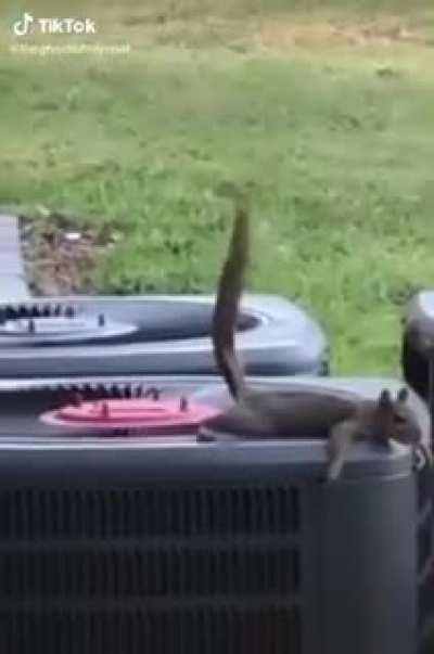 Todos los días nos toca ser como una de estas ardillas. Feliz lunes