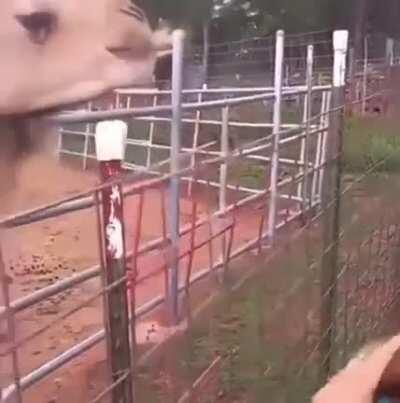 Hummmm cabelo hummmmm😋