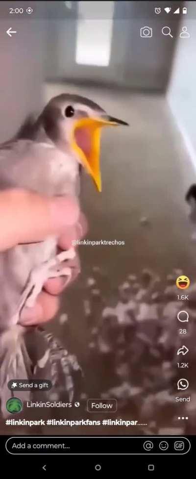 Here's the singer everyone's been talking about