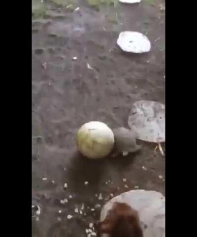 They’re playing a friendly game of ball.