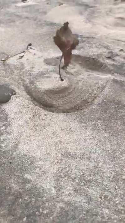 Leaf digging into ground