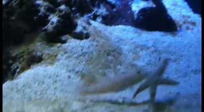 Fish diggin a hide-out and then . . . .