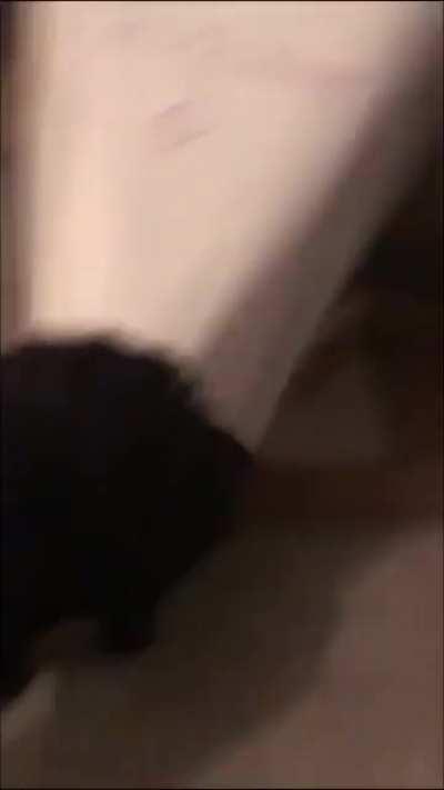 The cats out of the bag