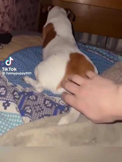 FNAF Jumpscare Dog
