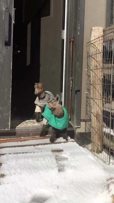 Throwback of Lulu and Min experiencing snow for the very first time at Farm Sanctuary in New York