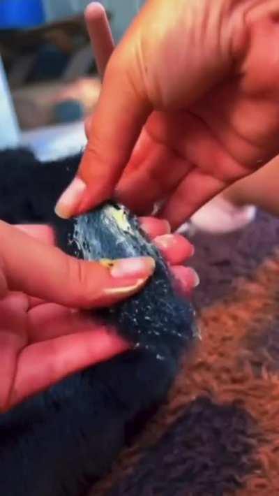 Animal spa treatment