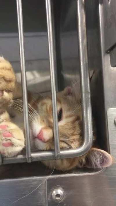 Humperdink wants pets. Solo kitten who’s adoptable from my local shelter in MN.